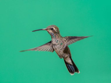 geniş fatura sinek kuşu.