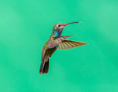 geniş fatura sinek kuşu.