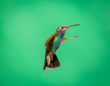 geniş fatura sinek kuşu.