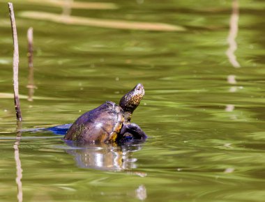 Vahşi tatlı su kaplumbağası Meksika 'nın merkezinde yüzen bir kütükte güneşleniyor..