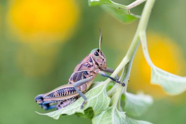 Meksika'nın çekirge.
