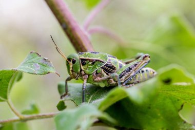 Meksika'nın çekirge.