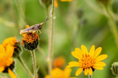 Meksika'nın çekirge.