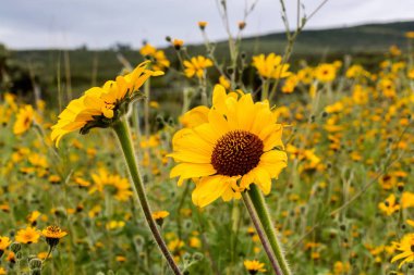 Meksika'da vahşi büyüyen ayçiçekleri.