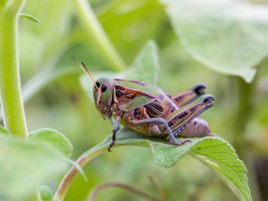 Meksika'nın çekirge.