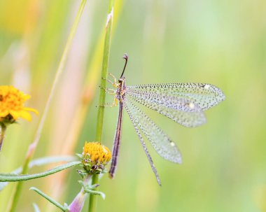 Meksika gri lacewing.