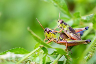 Meksika'nın çekirge.