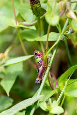 Meksika'nın çekirge.