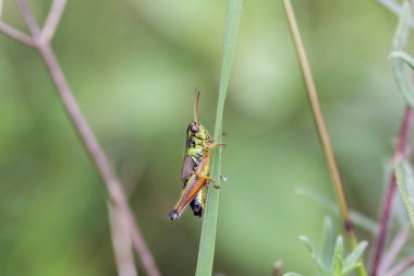 Meksika'nın çekirge.