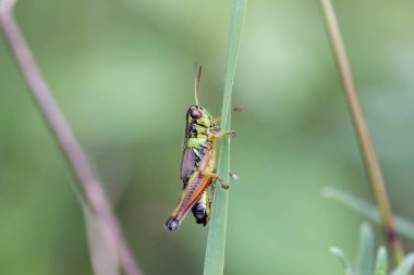 Meksika'nın çekirge.