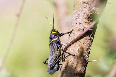 Batı at lubber çekirge