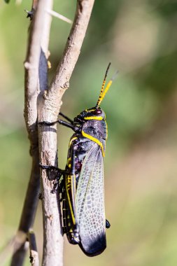 Batı at lubber çekirge
