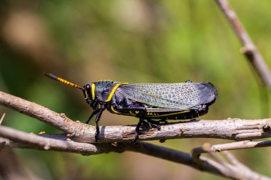 Batı at lubber çekirge