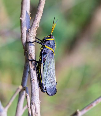 Batı at lubber çekirge