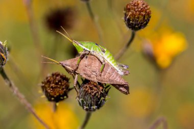 Çekirge meadows Meksika dan.
