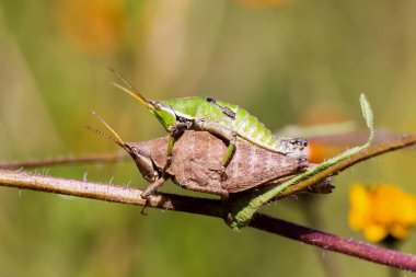 Çekirge meadows Meksika dan.