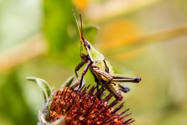 Çekirge meadows Meksika dan.