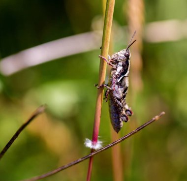 Çekirge meadows Meksika dan.