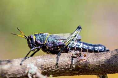 Batı at lubber çekirge