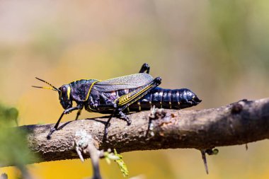 Batı at lubber çekirge