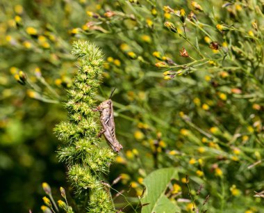 Çekirge meadows Meksika dan.