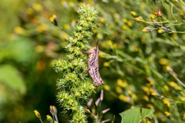 Çekirge meadows Meksika dan.