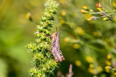 Çekirge meadows Meksika dan.
