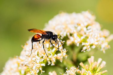 Altın kazıcı wasp.