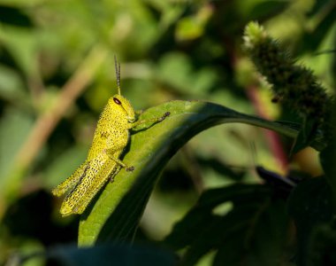 Çekirge meadows Meksika dan.