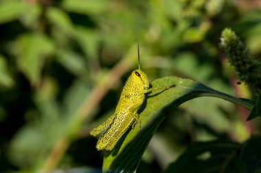 Çekirge meadows Meksika dan.