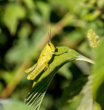 Çekirge meadows Meksika dan.