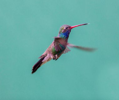 geniş fatura sinek kuşu.