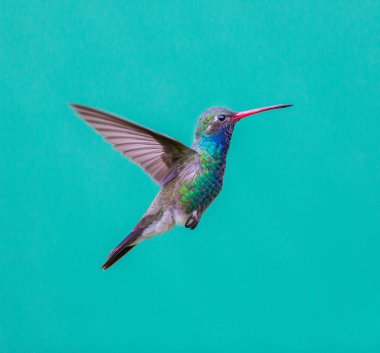 geniş fatura sinek kuşu.