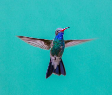 geniş fatura sinek kuşu.