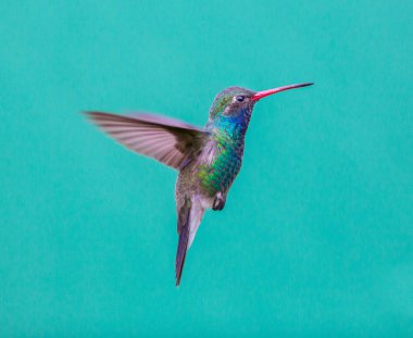 geniş fatura sinek kuşu.