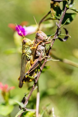 Çekirge meadows Meksika dan.