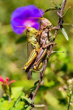 Çekirge meadows Meksika dan.