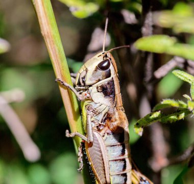 Çekirge meadows Meksika dan.
