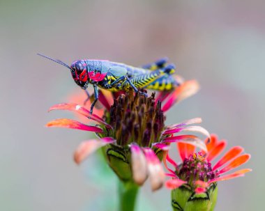 Gökkuşağı ya da boyalı çekirge.