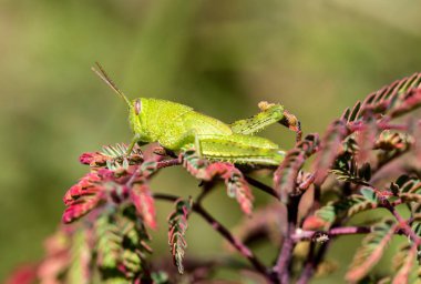 Çekirge meadows Meksika dan.