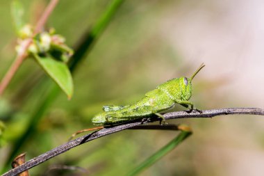 Çekirge meadows Meksika dan.