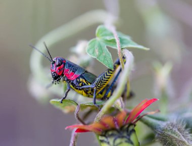 Gökkuşağı ya da boyalı çekirge.