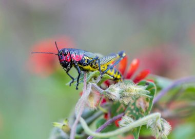 Gökkuşağı ya da boyalı çekirge.