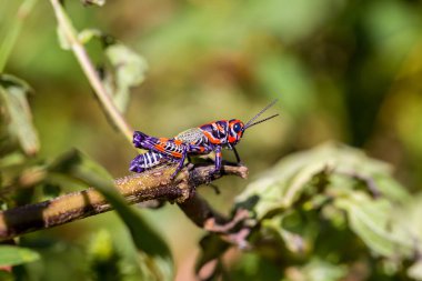 Bicolor or Barber pole Grasshopper. clipart