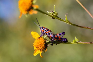 Bicolor veya Kuaför kutup çekirge.