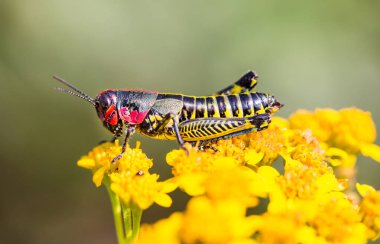 Gökkuşağı ya da boyalı çekirge.