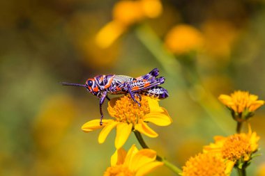 Bicolor veya Kuaför kutup çekirge.