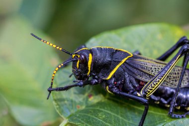 Batı at lubber çekirge