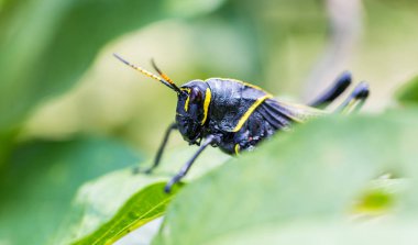 Batı at lubber çekirge