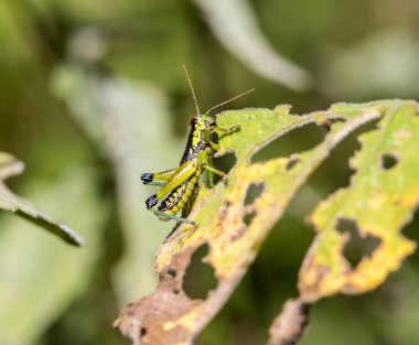 Çekirge meadows Meksika dan.